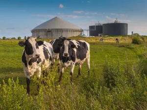 estiércol de vaca como combustible espacial