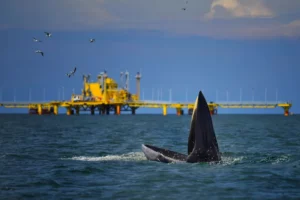 prohíben estudio de ballenas para resguardar daos de exploración petrolera