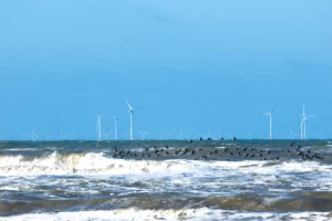 Impacto medioambiental de la energía eólica marina
