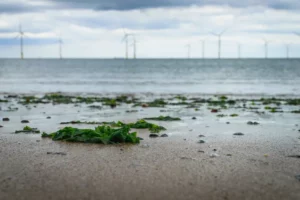 primer cultivo de algas a escala comercial entre turbinas eólicas marinas