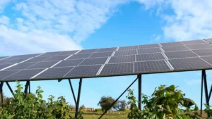 Proyecto agrovoltaico