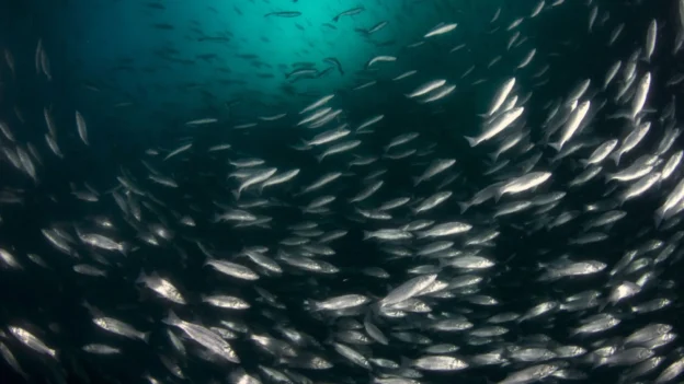 Huevos de peces sobreviven al viaje en Lunar Hatch