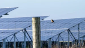 res y su impacto en la fauna, un estudio de la RSPB